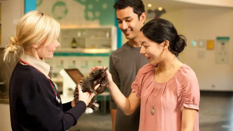 A smiling couple gently touch an echidna held by a woman indoors at Healesville Wildlife Sanctuary, experiencing unique wildlife.