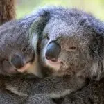 Two koalas cuddle at Healesville Wildlife Sanctuary, their soft grey fur and faces touching in gentle sunlight amid eucalyptus leaves.