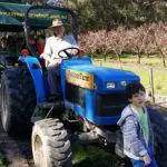 Blue tractor towing covered trailer filled with visitors during Rayners Orchard Tour 1; lush orchard trees visible in the background.