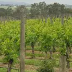 Scenic Yarra Valley vineyard with lush grapevines, rolling green hills, ideal for premier wine tasting under a dramatic cloudy sky.