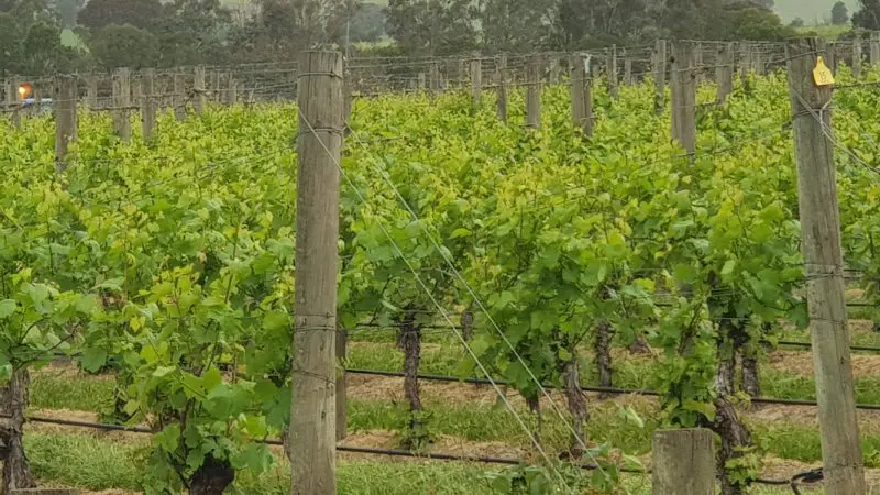 Scenic Yarra Valley vineyard with lush grapevines, rolling green hills, ideal for premier wine tasting under a dramatic cloudy sky.
