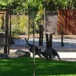 Two kangaroos on lush green grass near rocks at Healesville Wildlife Sanctuary, with native trees and secure enclosure in the background.
