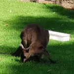 Wild kangaroo eating lush green grass beside a white tray in sun-dappled shade at Healesville Wildlife Sanctuary, Australia.