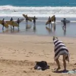 Surfers with boards walk along the ocean shoreline while a Learn to Surf Tour guest, wrapped in a towel, stands on the sandy beach.