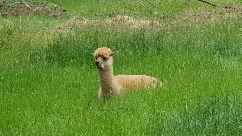 Brown alpaca resting in lush green grass in Mt Macedon Ranges and Daylesford countryside, Victoria, Australia countryside scene.