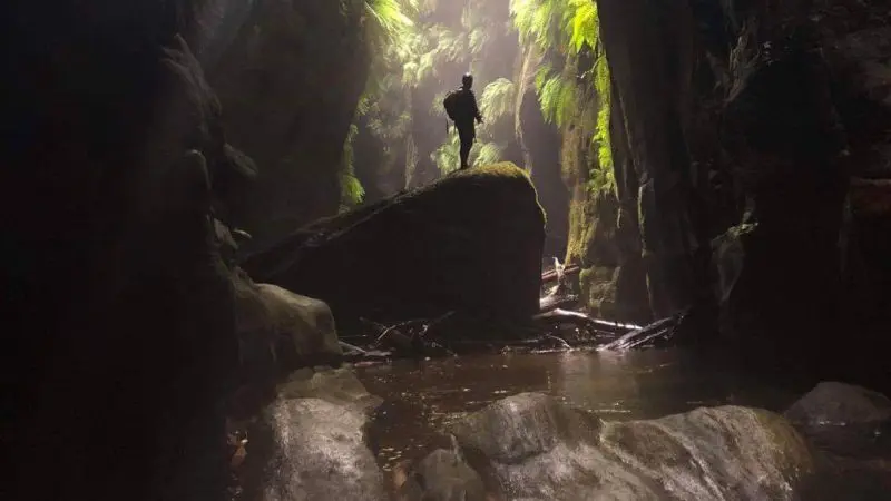 Hiker stands on a rock in Twister and Rocky Creek Canyons, lush ferns and sunlit, crystal-clear water flowing around them.