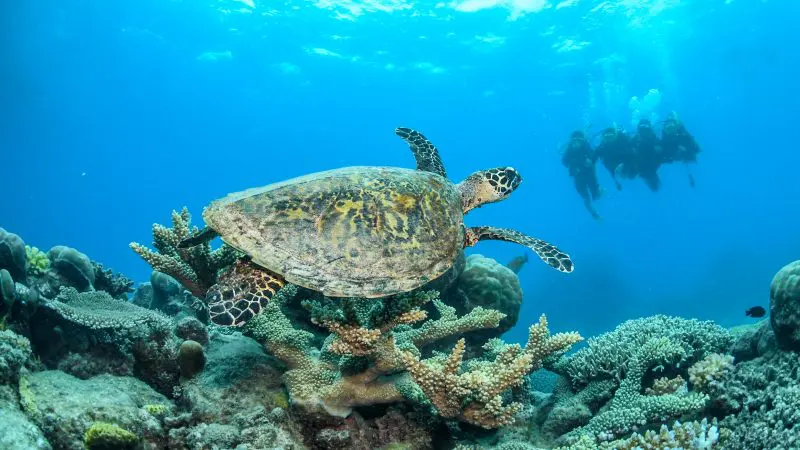 Experience a majestic sea turtle swimming over vibrant coral reefs alongside divers—highlighting the 2 Day Reef Cruise Evolution tour.