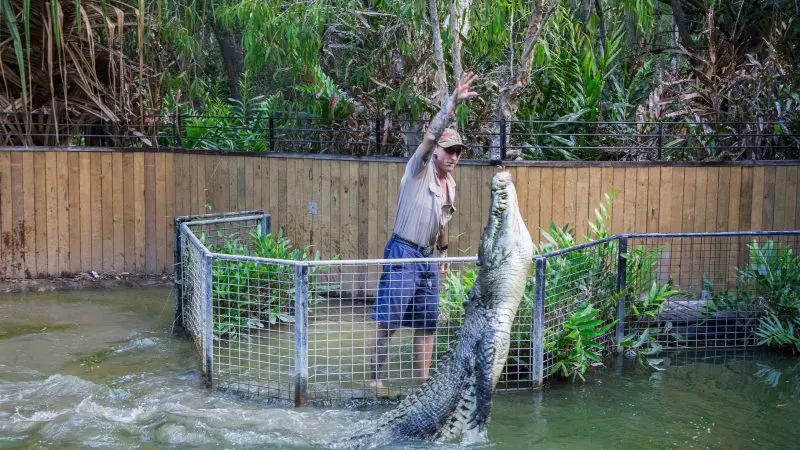 Visitor feeding a massive upright crocodile inside a secure enclosure at Hartleys Crocodile Adventures Half-Day tour experience.