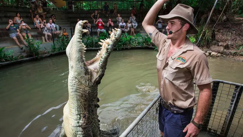 A massive crocodile emerges beside a zookeeper at Hartleys Crocodile Adventures Half Day, captivating and thrilling the excited crowd.