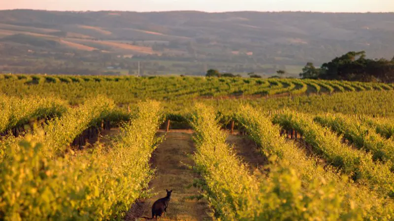 Kangaroo in lush green vineyard rows at sunset, ideal for top-rated 1–2 day wine tasting coast tours and afternoon adventures.