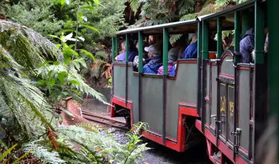 A scenic open-air train packed with passengers winds through the vibrant, emerald Coromandel forest, surrounded by lush green countryside.