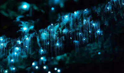 Waitomo Glowworm Caves are lit by vibrant blue glow-worms, their radiant threads hanging from the rocky ceiling for a magical display.