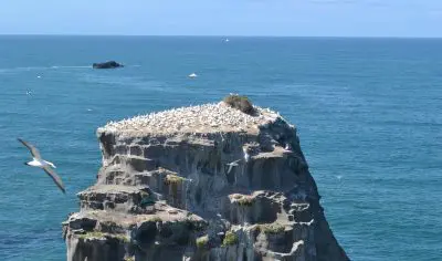 Dramatic sea rock teeming with white seabirds, captured on a top-rated Coast to Coast Eco Tour above crystal-clear blue waters.