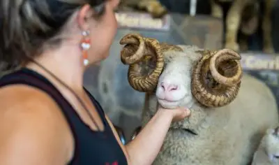 On a private tour, a person gently holds the chin of a ram with impressive large curled horns, examining the animal up close.