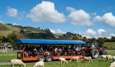 Red tractor towing covered trailer of tourists on Rotorua private tour, passing grazing sheep in lush scenic hills of New Zealand.