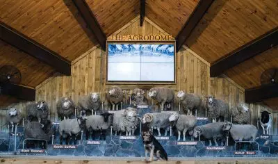 A line-up of diverse sheep breeds at Rotorua’s Agrodome, with a working dog in front—highlighting Rotorua Adventures attractions.