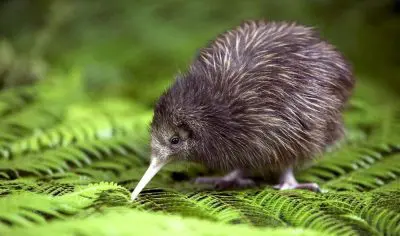 A brown kiwi bird with a long beak stands on lush green fern leaves inside the Kiwi Bird House, showcasing New Zealand wildlife.