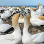 A flock of white seabirds with yellow heads perches on the rocky Muriwai Beach shoreline, New Zealand, beside the blue ocean waves.