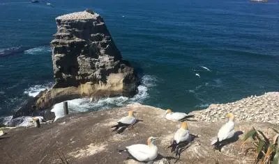 Seabirds perched on rugged cliffs at Muriwai Beach, with sweeping ocean views and towering offshore rock formations in New Zealand.