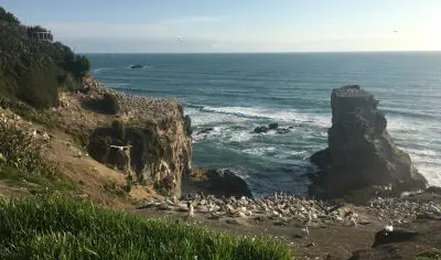 Breathtaking Muriwai Beach seaside cliffs with seabirds on rocky outcrops, overlooking the blue sea beneath a sunny, clear sky.