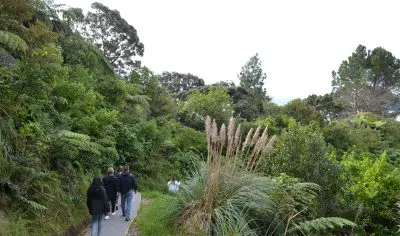 Travellers hike a narrow Coromandel trail bordered by vibrant green trees and tall grasses, immersed in lush New Zealand nature.