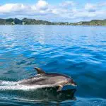 Dolphin swimming near the surface on a Bay of Islands tour with scenic green hills and dramatic clouds in the background.