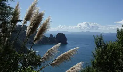 Lush green trees and tall grasses overlook the vibrant blue Bay of Islands sea and scenic distant mountains, ideal for a coastal tour.