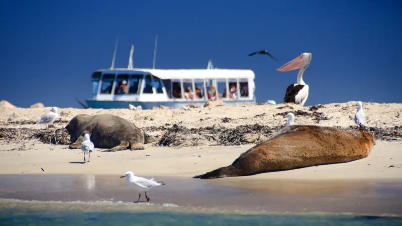 Wildlife scene: Seals relax on sandy beach beside seagulls; Margaret River and Wildlife Adventure boat and pelican in background.