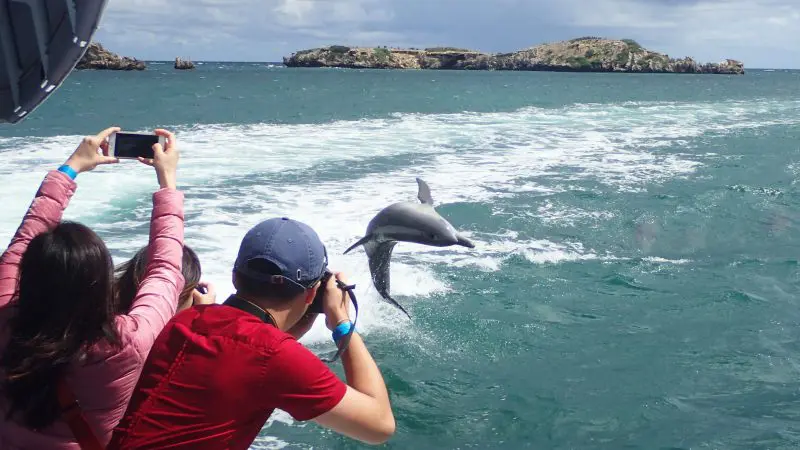 Two travellers on a boat capture a dolphin leaping by a scenic rocky island during a Margaret River Wildlife Adventure tour.