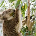 Experience a koala munching eucalyptus leaves atop a tree during your 1 Day Phillip Island Penguin and Koala Wildlife tour.