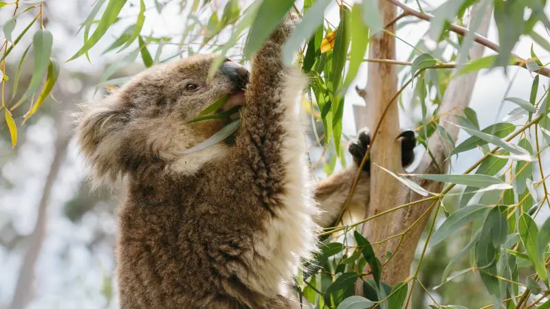 Experience a koala munching eucalyptus leaves atop a tree during your 1 Day Phillip Island Penguin and Koala Wildlife tour.