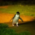 A small penguin strolls at night during the famous Phillip Island Penguin Parade, similar to the 1 Day Koalas and Penguin tour.