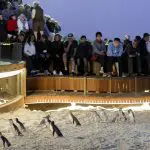 Tourists marvel at the Phillip Island Penguin Parade, watching lively penguins waddle across sand by the boardwalk at sunset.