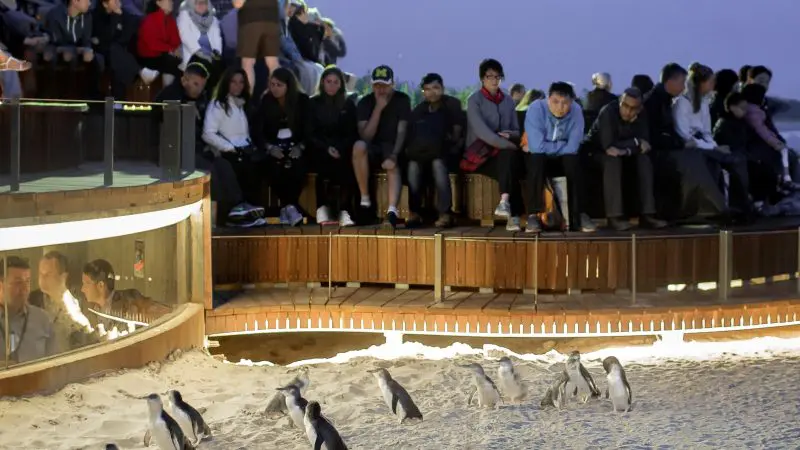 Tourists marvel at the Phillip Island Penguin Parade, watching lively penguins waddle across sand by the boardwalk at sunset.