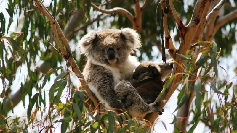 Adorable koala and joey resting on a eucalyptus branch, similar to those spotted on Phillip Island Penguin Parade day tours.