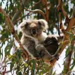 Adorable koala and joey perched in a eucalyptus tree, reminiscent of sightings on the Phillip Island Penguin Parade Koalas tour.