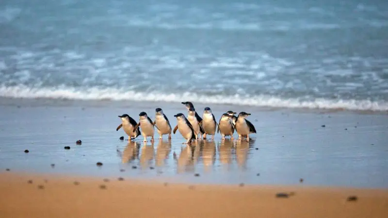 Small penguins gather on wet sand at Phillip Island during the famous 1 Day Penguin Parade tour, a top wildlife attraction in Australia.