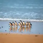 Experience the famous Phillip Island Penguin Parade: adorable penguins gather on glistening wet sand, framed by gentle ocean waves.