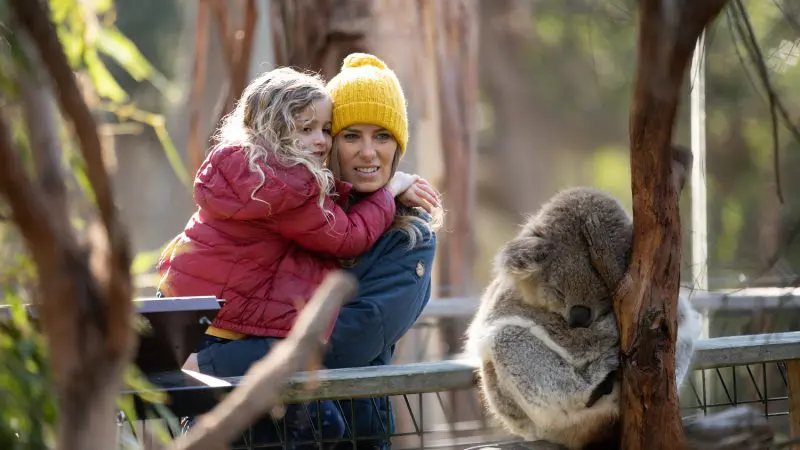 Woman and child in winter attire observe a sleeping koala on a 1 Day Phillip Island Penguin Parade tour, top-rated Australian wildlife experience.