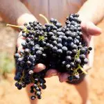 Freshly harvested dark purple grape bunches held by a visitor on a 1 Day Hunter Valley Scenic Wine Tour, perfect for wine lovers.
