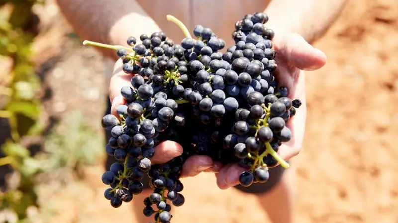 Freshly harvested dark purple grape bunches held by a visitor on a 1 Day Hunter Valley Scenic Wine Tour, perfect for wine lovers.