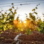 Golden sunlight filtering through vibrant green grapevines at sunset on a Hunter Valley wine tour, highlighting lush rows and irrigation pipes.
