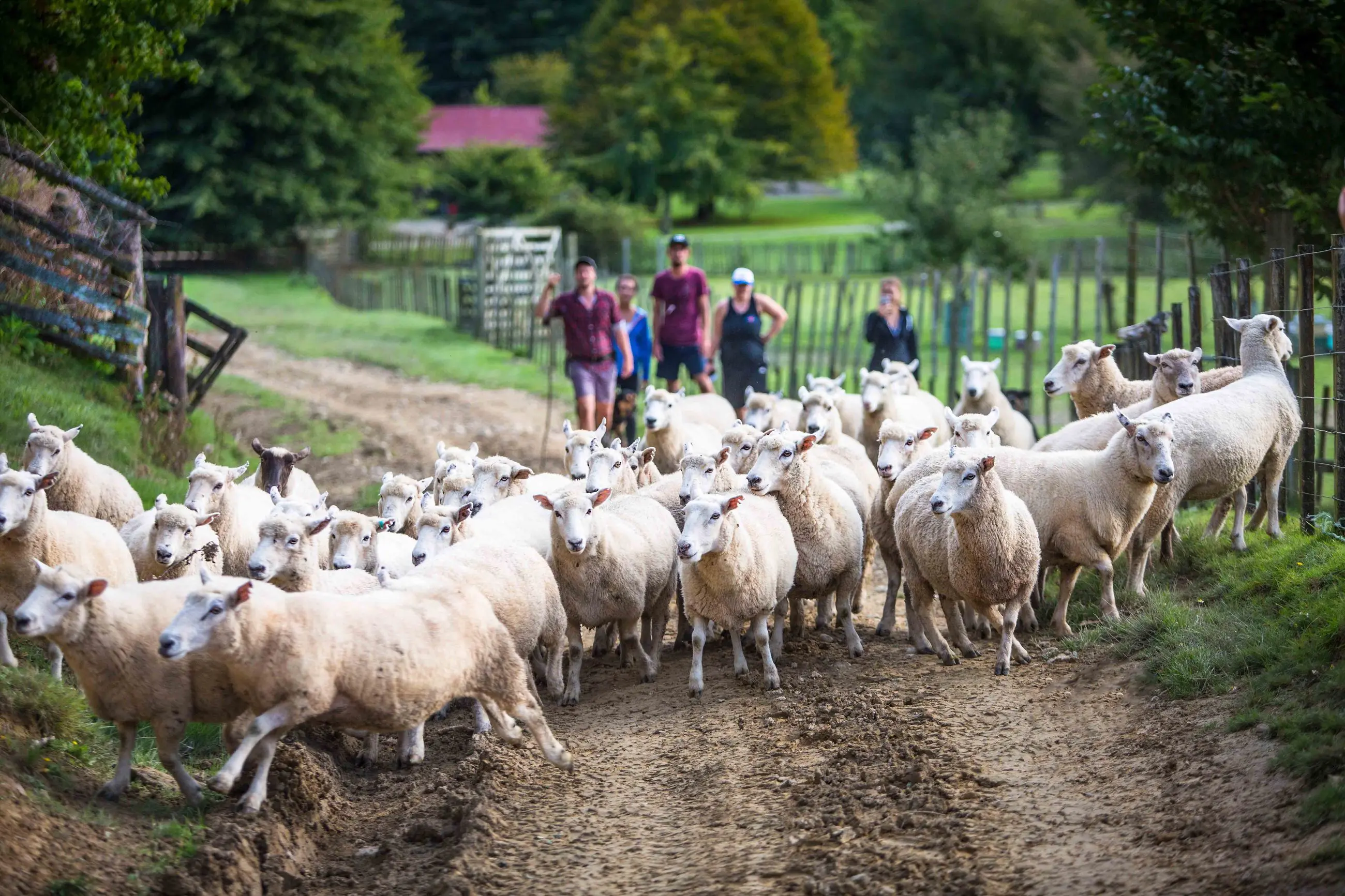 67ac0ce6ccdbe_131_stray-nz-blue-duck-station-micahnz173071wrightweb-4