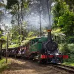 The iconic Puffing Billy Steam Train winds through a vibrant, green forest as delighted passengers take in the breathtaking scenery.