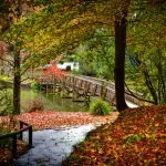 Scenic wooden bridge over tranquil pond in lush park, ideal for autumn walks after Puffing Billy Steam Train Tour amidst colourful leaves.