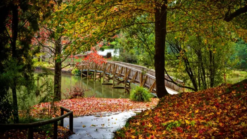 Scenic wooden bridge over tranquil pond in lush park, ideal for autumn walks after Puffing Billy Steam Train Tour amidst colourful leaves.