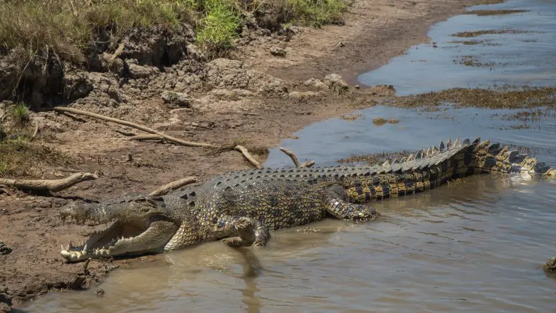 A massive crocodile, a top Kakadu Tour highlight, rests with its jaws wide open on the muddy riverbank, ready to strike.