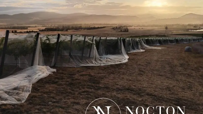 Scenic sunset view of a vineyard draped in netting with rolling hills, highlighted on Coal River Valley Wine and Gin Safaris tour.