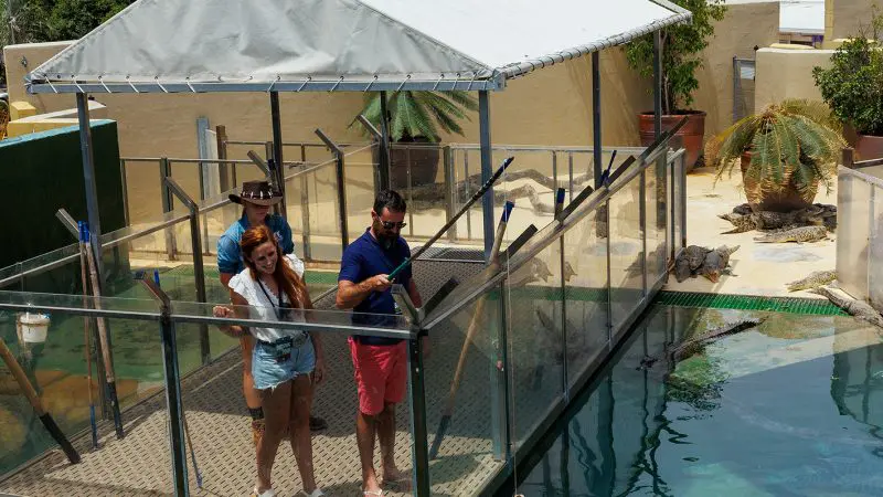 Three people on a Big Croc Encounter VIP Tour observe large crocodiles in crystal-clear water with a vibrant city skyline as the backdrop.