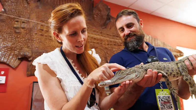 During a Big Croc Encounter VIP Tour, a smiling woman gently touches a small crocodile in front of an engaging display backdrop.